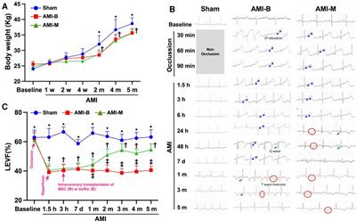 Safety and efficacy of intracoronary artery administration of human bone marrow-derived mesenchymal stem cells in STEMI of Lee-Sung pigs—A preclinical study for supporting the feasibility of the OmniMSC-AMI phase I clinical trial